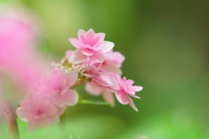 紫陽花の写真