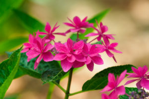 紫陽花の写真
