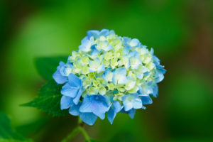 紫陽花の写真