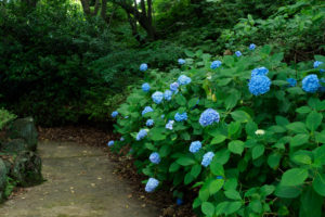 紫陽花の写真