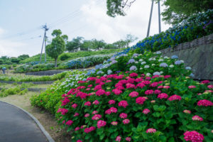 紫陽花の写真
