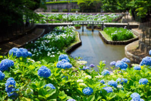 紫陽花の写真