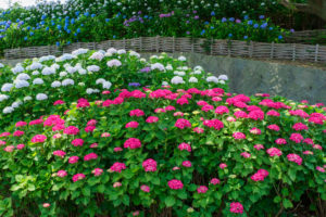 紫陽花の写真