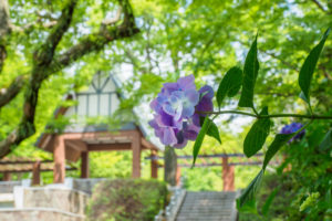 紫陽花の写真