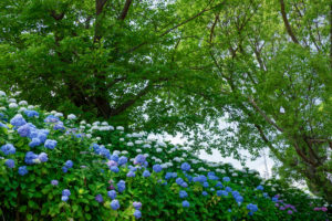 紫陽花の写真