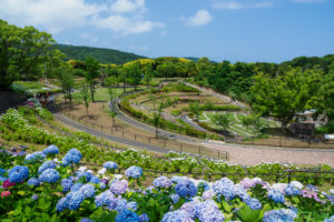 紫陽花の写真
