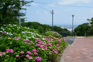 紫陽花の写真
