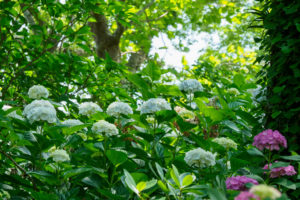 紫陽花の写真
