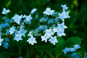 紫陽花の写真
