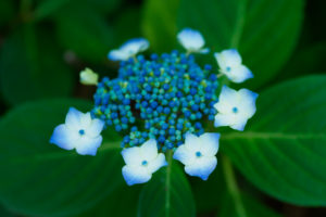 紫陽花の写真