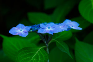 紫陽花の写真