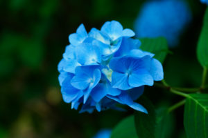 紫陽花の写真