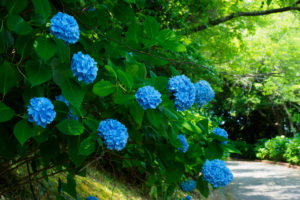 紫陽花の写真