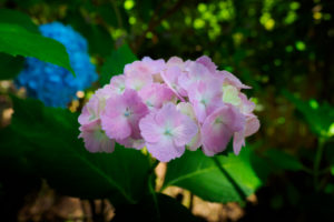 紫陽花の写真
