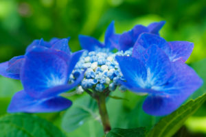 紫陽花の写真