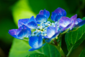 紫陽花の写真
