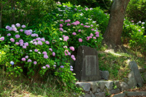 紫陽花の写真