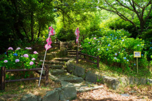 紫陽花の写真