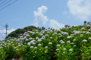 紫陽花の写真