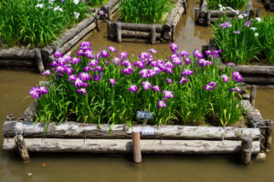 菖蒲の写真