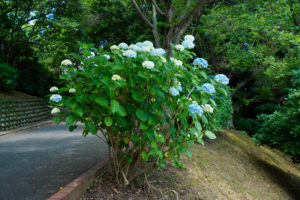 紫陽花の写真