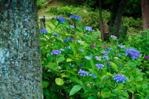 紫陽花の写真