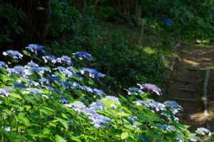 紫陽花の写真