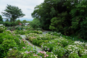 紫陽花の写真