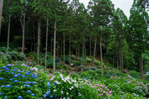 紫陽花の写真