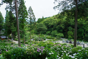 千光寺の紫陽花の写真