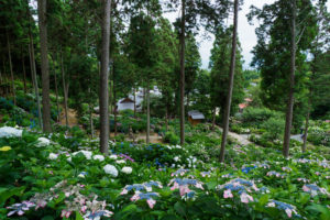 光寺の紫陽花の写真