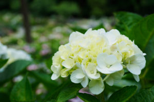 紫陽花の写真