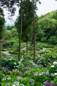 光寺の紫陽花の写真