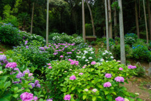 紫陽花の写真