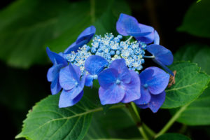 紫陽花の写真