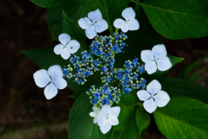 紫陽花の写真