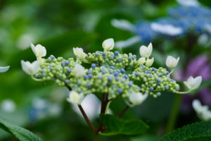 紫陽花の写真