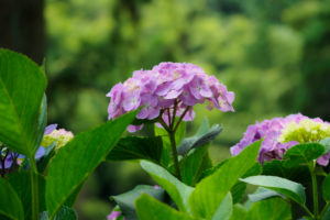 紫陽花の写真
