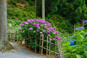 紫陽花の写真