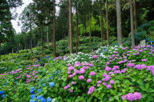 紫陽花の写真