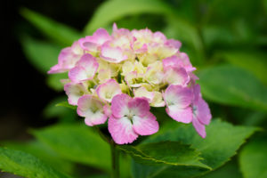 紫陽花の写真