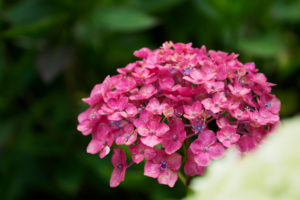 紫陽花の写真
