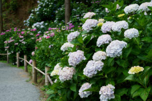 紫陽花の写真