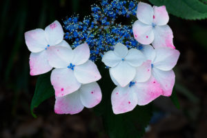 紫陽花の写真