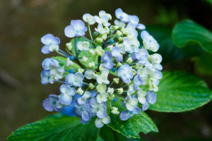 紫陽花の写真