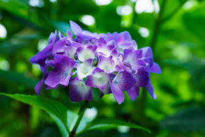紫陽花の写真