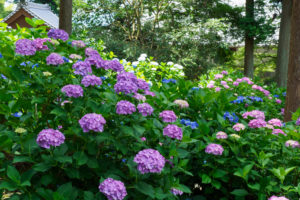紫陽花の写真
