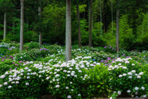 紫陽花の写真