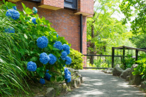 紫陽花の写真