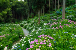 紫陽花の写真